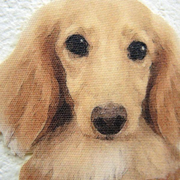 DOG LIFE Color ドッグライフ カラー 「ダックスフンド クリーム」 犬