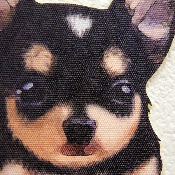 DOG LIFE Color ドッグライフ カラー 「チワワ ブラックタン」 犬  