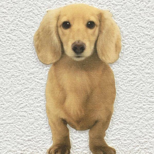 DOG LIFE Color ドッグライフ カラー 「ダックスフンド クリームB」 犬