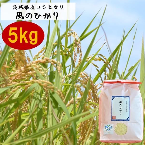 令和6年産　お米　10kg　白米　食べくらべ　コシヒカリ　ミルキークイーン　ギフト　熨斗　ほたる　風のひかり　｜toyosakiya｜16