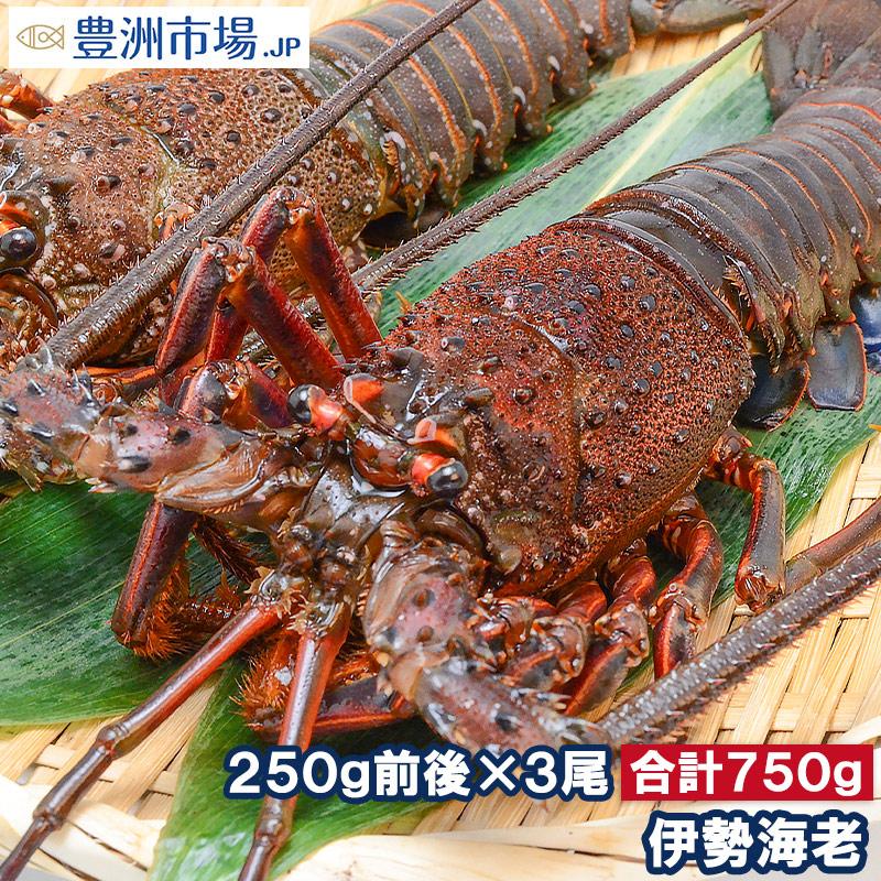 豊洲市場のまぐろ専門店 豊洲市場 Jp Yahoo 店 目利きが厳選した美味しいマグロや お得な訳ありグルメ 高級食材をお取り寄せ Ise Ebi 3p 伊勢エビ 国産 伊勢海老 250g前後 3尾 q バーベキュー えび 海老 エビ おせち 通販 Yahoo ショッピング