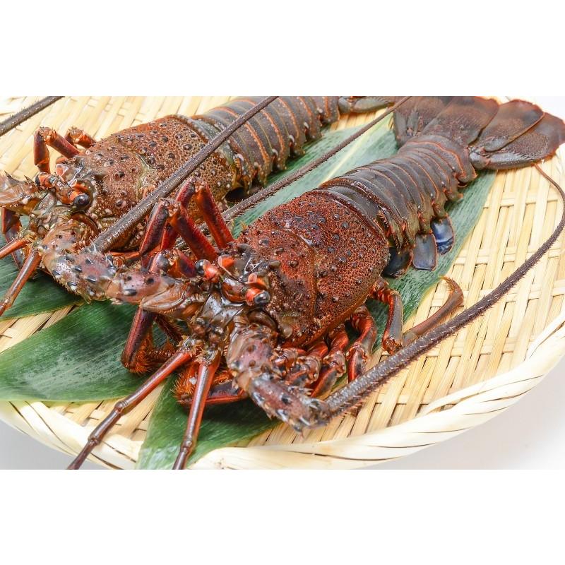 伊勢海老 Amp 230 250g前後 ロブスター ロブスターセット 伊勢エビ 冷凍重量270g前後 国産 21 ロブスターセット