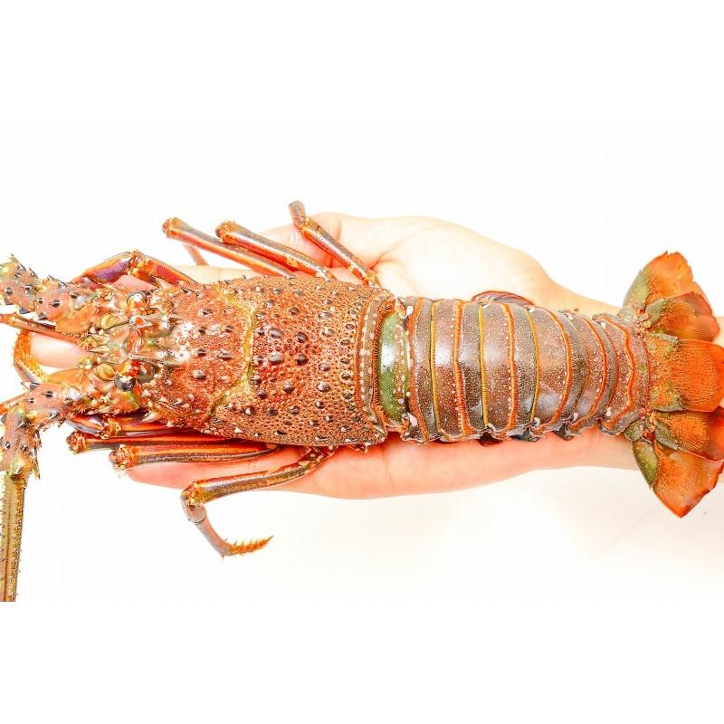 伊勢海老 Amp 230 250g前後 ロブスター ロブスターセット 伊勢エビ 冷凍重量270g前後 国産 21 ロブスターセット