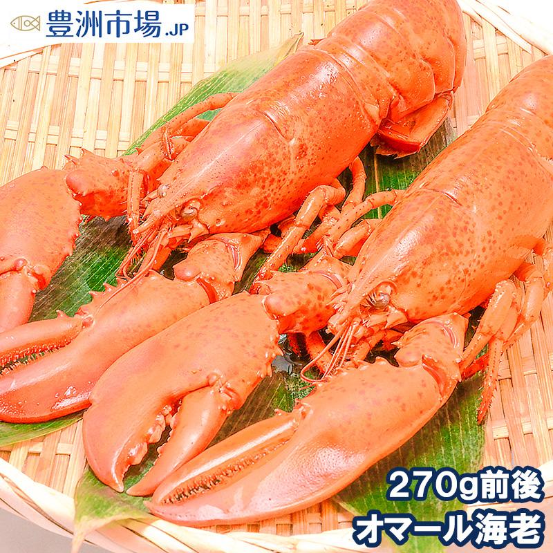 マグロ問屋 まぐろの王様 Yahoo 店オマール海老 ロブスター 1尾 q バーベキュー 超可爱の