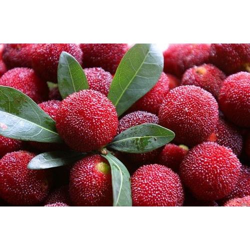 超可爱冷凍楊梅 冷凍ヤマモモ 山桃 冷凍果物 中国産 黒いダイヤモンド