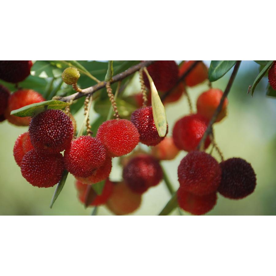 超可爱冷凍楊梅 冷凍ヤマモモ 山桃 冷凍果物 中国産 黒いダイヤモンド