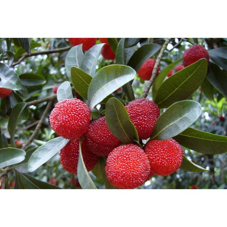 超可爱冷凍楊梅 冷凍ヤマモモ 山桃 冷凍果物 中国産 黒いダイヤモンド