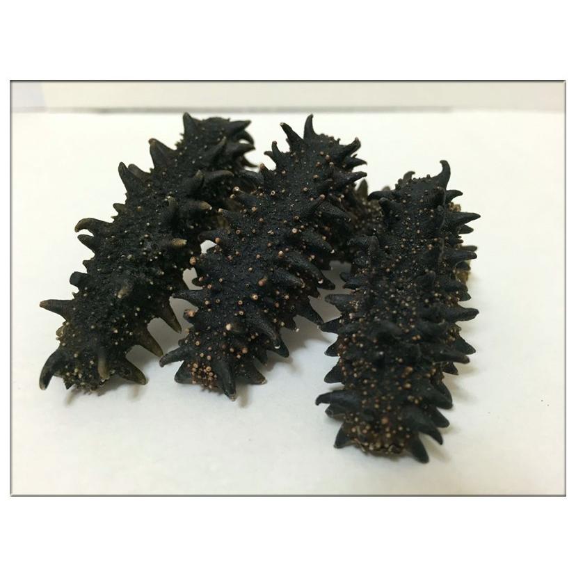 北海道産A級品 なまこ ナマコ 乾燥なまこ 1KG入り Mサイズ 8〜11g