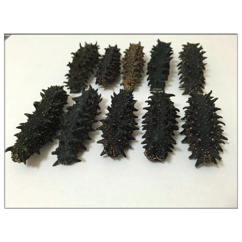 北海道産A級品 なまこ ナマコ 乾燥なまこ 500g入り Mサイズ 8〜11g