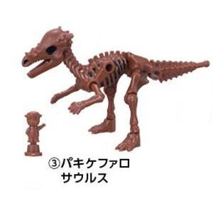 ほねほねザウルス × 福井県立恐竜博物館 ［3.パキケファロサウルス