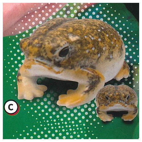 世界一かわいいカエル プニュプニュ きもかわ アフリカジムグリガエル マスコット 3 C 黄色 ネコポス配送対応 C トイサンタ Paypayモール店 通販 Paypayモール