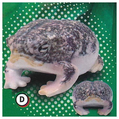 世界一かわいいカエル プニュプニュ きもかわ アフリカジムグリガエル マスコット 4 D 灰色 ネコポス配送対応 C トイサンタ Paypayモール店 通販 Paypayモール