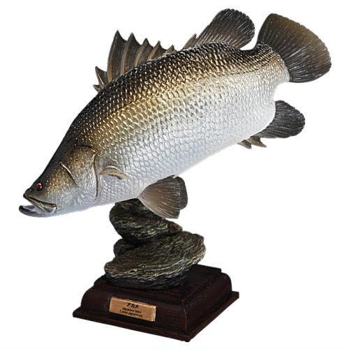 アカメ 約43cm