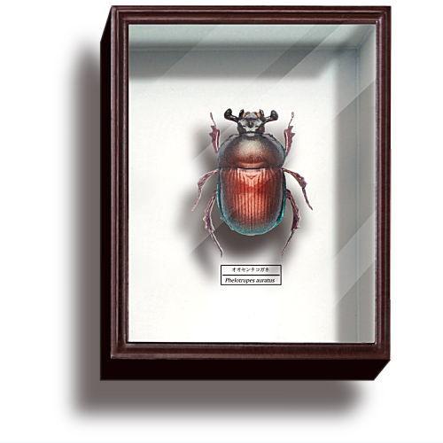 サイエンステクニカラー ドイツ箱 マグネットコレクション4 [4