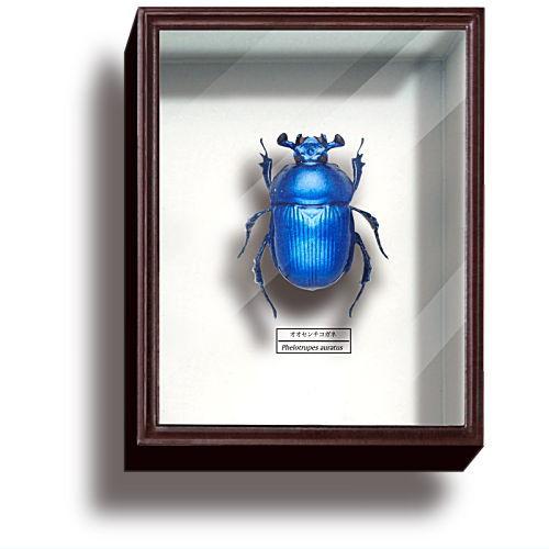 昆虫用品　ドイツ箱5点セット 昆虫用品 ドイツ箱5点セット 昆虫用品】ドイツ箱5点セット