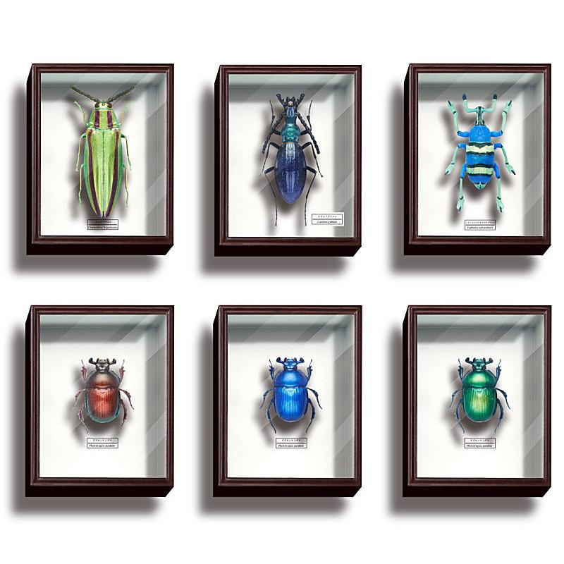 昆虫用品　使用済みドイツ箱5点セット 昆虫標本箱（ドイツ箱）