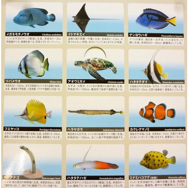 立体海洋生物図鑑 Vol 1 海の生き物 12類種 リアルフィギュア トイスタジアム Paypayモール店 通販 Paypayモール