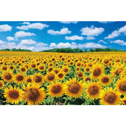 ジグソーパズル 1000ピース 陽光に輝くひまわりの里ー北海道 50×75cm