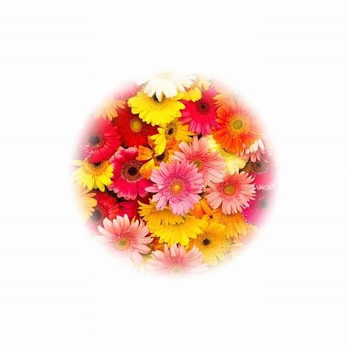 Aqua Kurage アクア クラゲ バスブーケ お風呂グッズ 送料無料 トイスタジアム Paypayモール店 通販 Paypayモール