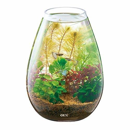 定番のお歳暮 冬ギフト Gex Aquarium グラスアクア キャンドル 水草 多肉植物 コケリウム テラリウム ガラス製 約4l Shipsctc Org