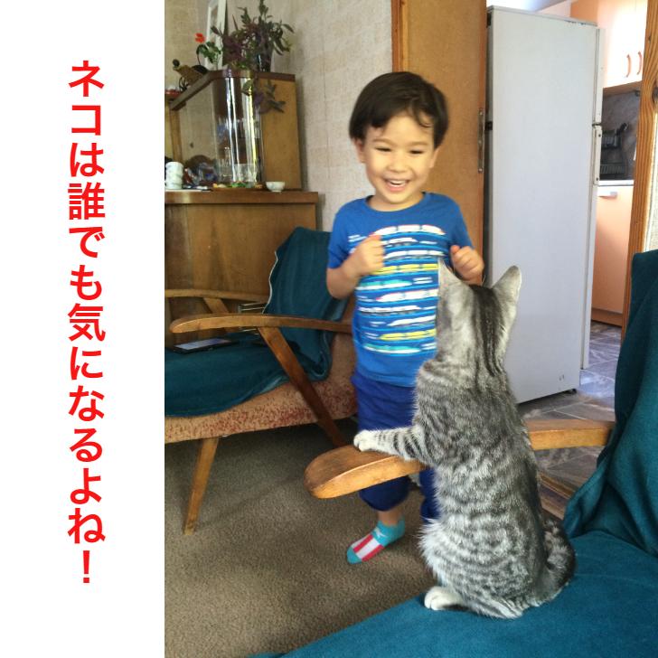 ロシディ白猫黒猫ワインセット : ブルガリアワイン - 通販 - Yahoo