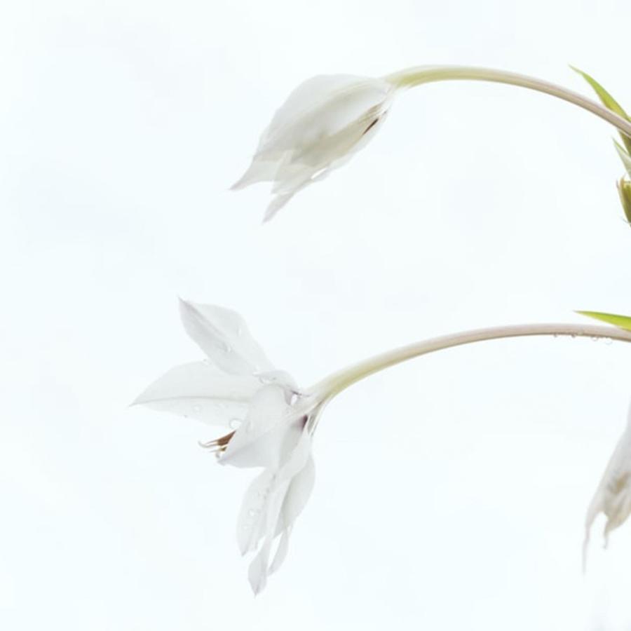 アットアロマ ピエゾアロマオイル 100ml サプリメントエアー solo用 S01 S03 S05 S06 S08 | アットアロマ | 07