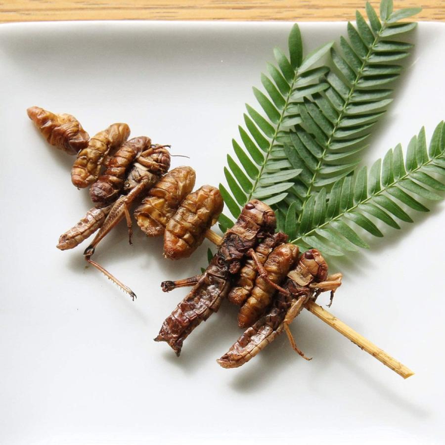 [昆虫食] シルクワーム＆グラスホッパーケバブ 2 Bug Kebab 15g TIU0011 :bugkebab15g:TRAUM - 通販 ...