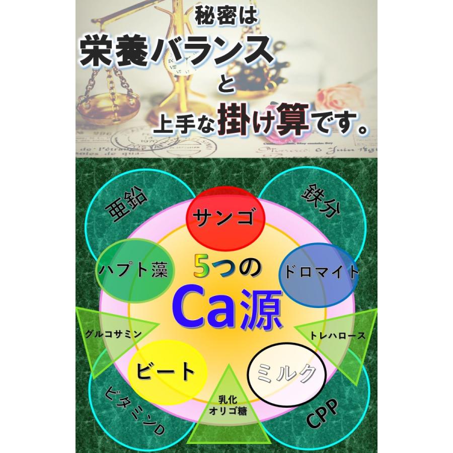 マイクロアルジェ ココリス 100袋 (ハプト藻 カルシウム ビール