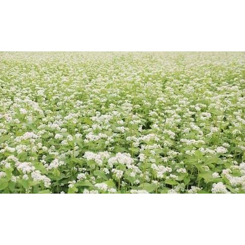 蕎麦殻 そばがら 蕎麦枕 詰め替え 補充 約300g 送料無料 翌営業日出荷 |  | 05