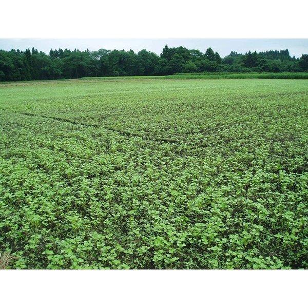 韃靼そば茶 国産 青森県産 だったんそば茶 粒 150g 4個セット 天保堂 送料無料 翌営業日出荷 |  | 03