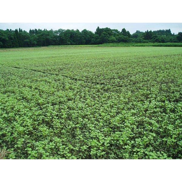 韃靼そば茶 国産 青森県産 だったんそば茶 粒 150g 4個セット 天保堂 送料無料 翌営業日出荷｜trea-villa｜04