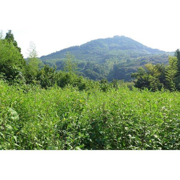 菊芋 イヌリン サプリ 国産 イヌリンのちから 菊芋の粒 180粒 2袋セット 送料無料 翌営業日出荷 |  | 03