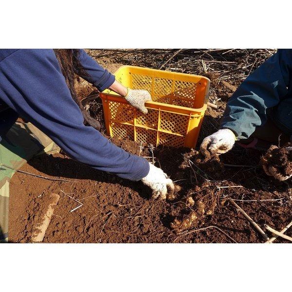 菊芋 イヌリン サプリ 国産 イヌリンのちから 菊芋の粒 180粒 2袋セット 送料無料 翌営業日出荷 |  | 05