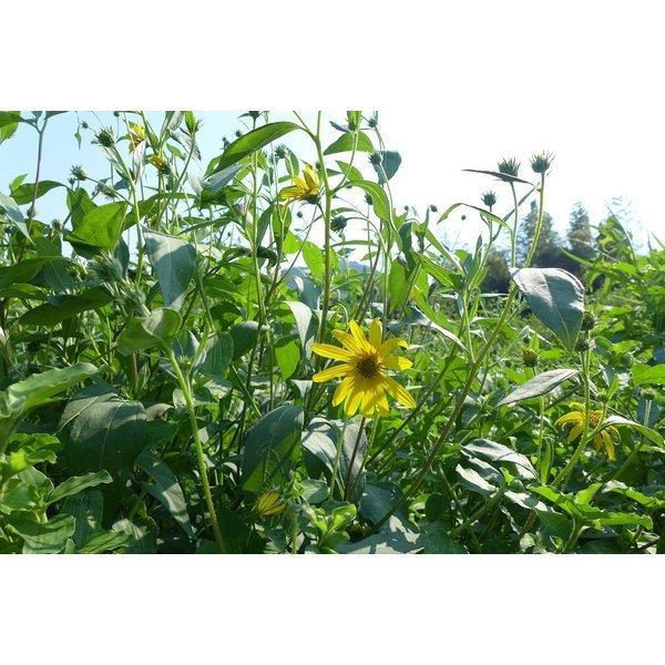 菊芋 イヌリン サプリ 国産 イヌリンのちから 菊芋の粒 180粒 3袋セット 送料無料 翌営業日出荷 |  | 04