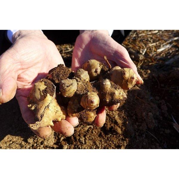 菊芋 イヌリン サプリ 国産 イヌリンのちから 菊芋の粒 180粒 4袋セット 送料無料 翌営業日出荷 ダイエット 糖尿病 |  | 06