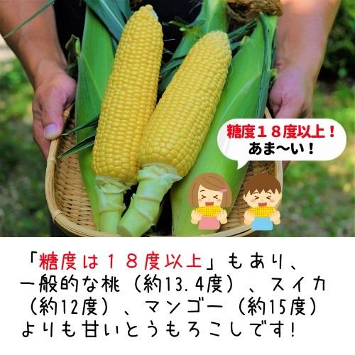 【販売終了】平均糖度約18度以上 信州 長野県 木祖村産 高原フルーツ とうもろこし 3kg以上（8本程度）大物 トウモロコシ ゴールドラッシュ |  | 02