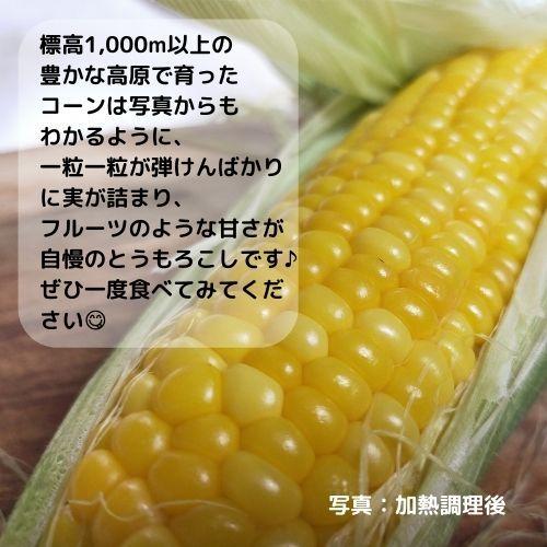 【販売終了】平均糖度約18度以上 信州 長野県 木祖村産 高原フルーツ とうもろこし 3kg以上（8本程度）大物 トウモロコシ ゴールドラッシュ |  | 03