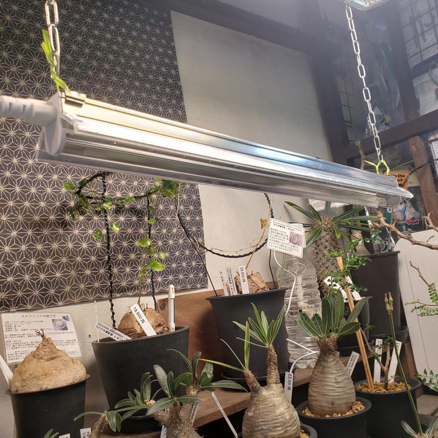 植物育成灯 紫外線 殺菌 殺虫 不快害虫 LED UVB LIGHT |  | 06