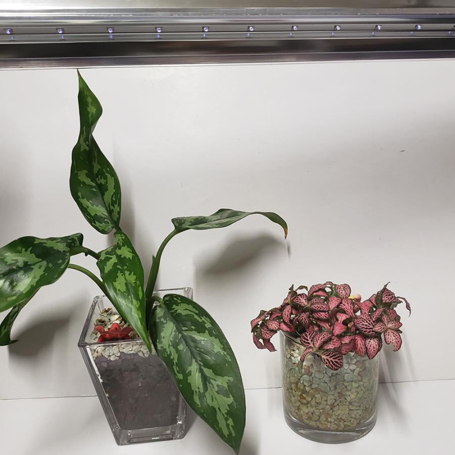 植物育成灯 紫外線 殺菌 殺虫 不快害虫 LED UVB LIGHT |  | 04