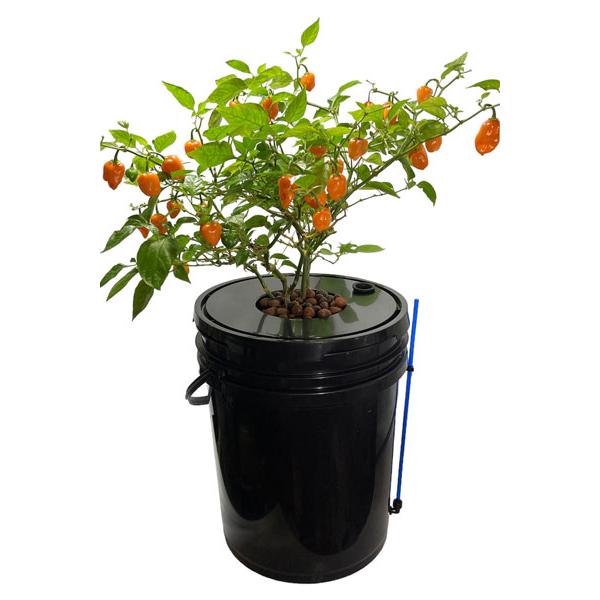 SODATEC】DWCハイドロII (3個セット) : 室内園芸ツリーピープル