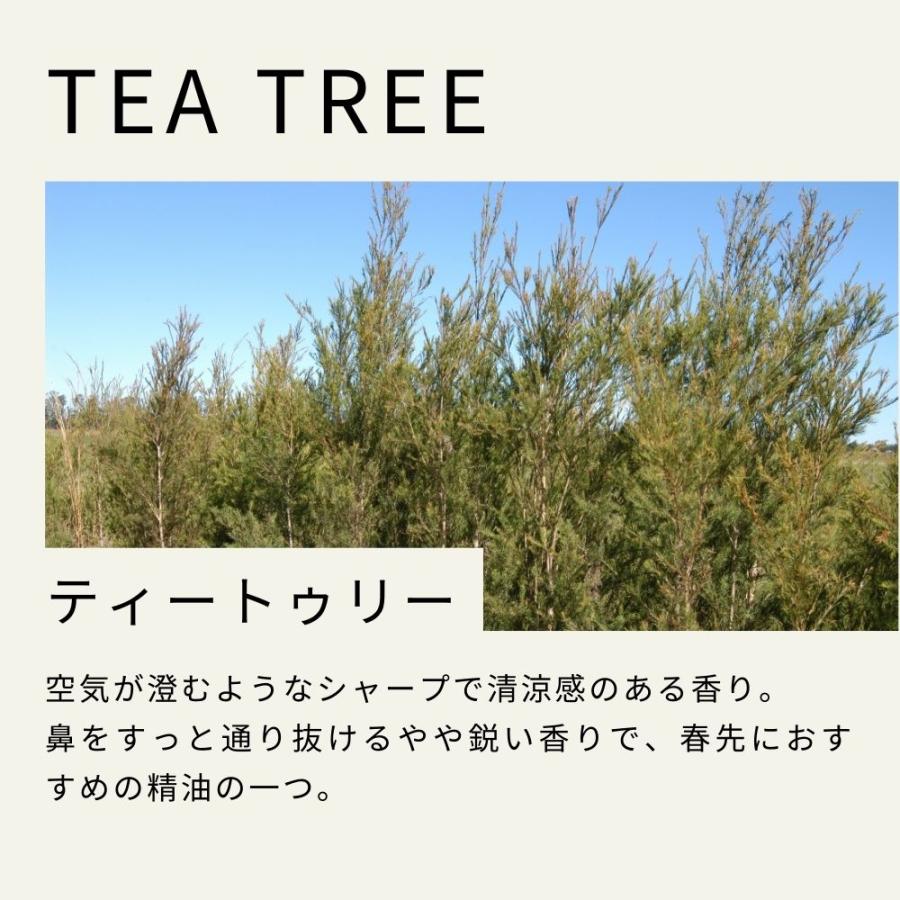 生活の木 公式 ティートゥリー精油 / Tea tree 50ml アロマオイル