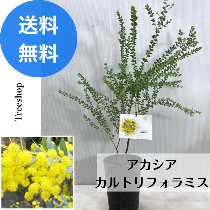 アカシア 三角葉 カルトリフォラミス ミモザ 送料込み