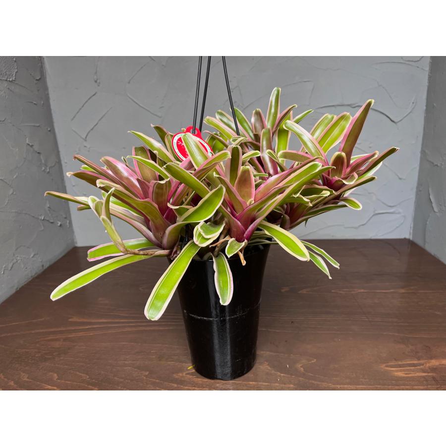 観葉植物】ネオゲリア ファイヤーボール ネオレゲリア【送料無料 観葉植物】ネオゲリア ファイヤーボール ネオレゲリア【送料無料