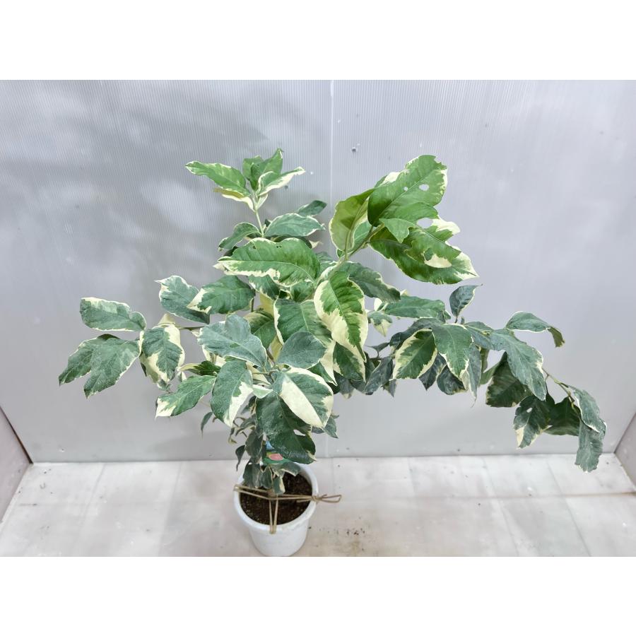 ピンクレモン 【送料無料】レモンの木 ピンクレモネード 植木 苗 庭木 高さ0.8ｍ 幅0.6ｍ 18cmプラ鉢 果樹 果樹苗 苗木 シンボルツリー