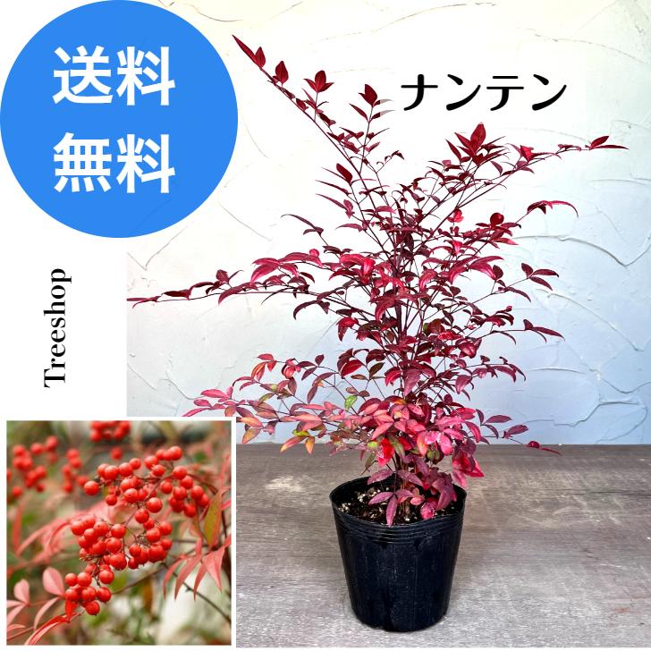 お引き取り専用　ナンテン　南天　冬を彩る縁起木　厄除け お引き取り専用 ナンテン 南天 冬を彩る縁起木 厄除け