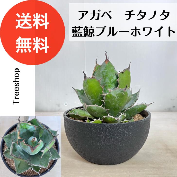 アガベ チタノタ 藍鯨ブルーホワイト【送料無料】高さ0.25m(鉢 アガベ チタノタ 藍鯨ブルーホワイト【送料無料】高さ0.25m(鉢