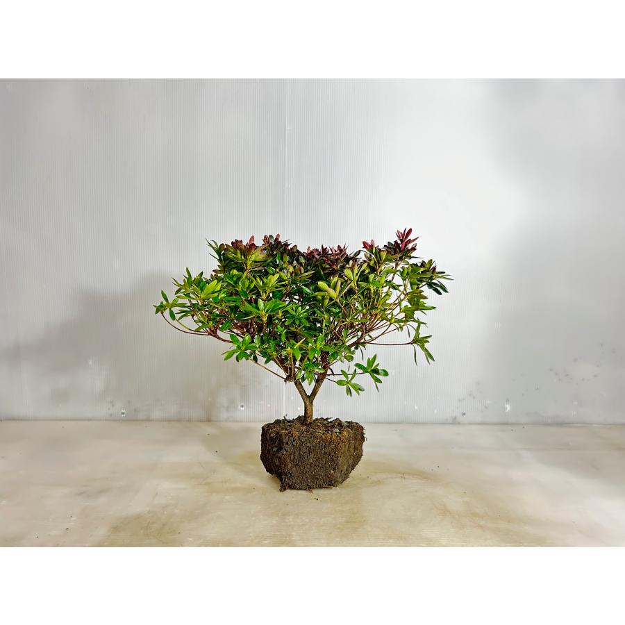 さつき 【送料無料】長崎クマノ 路地苗 高さ0.3m 幅0.4m サツキ 皐月