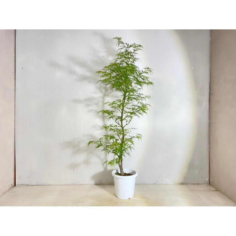 アオシダレモミジ 【送料無料】青枝垂れ紅葉 青 もみじ 高さ1.1m 幅