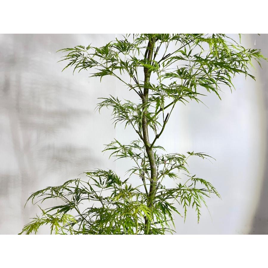 アオシダレモミジ 【送料無料】青枝垂れ紅葉 青 もみじ 高さ1.1m 幅