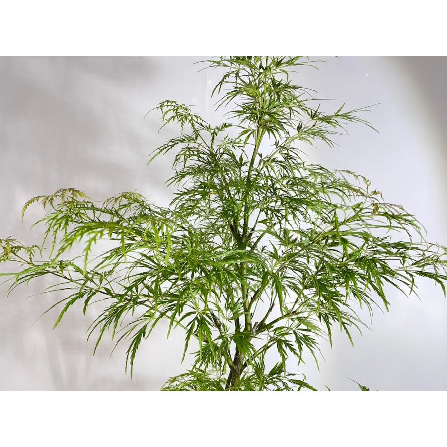 アオシダレモミジ 【送料無料】青枝垂れ紅葉 青 もみじ 高さ1.1m 幅